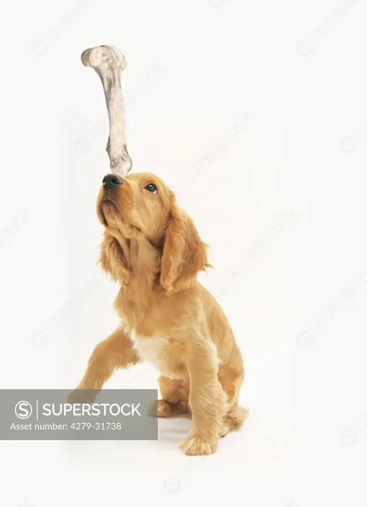 Cocker Spaniel dog - puppy balancing bone