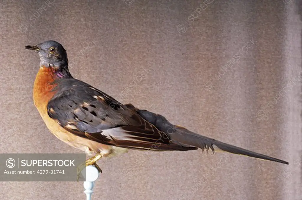 museum: Passenger pigeon, Ectopistes migratorius