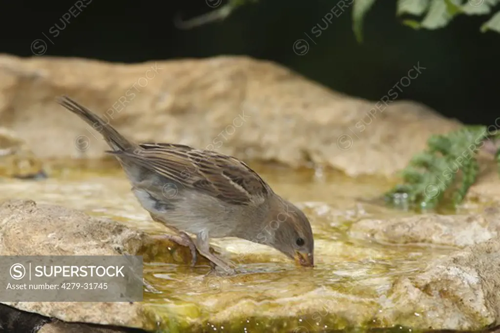 House sparrow - drinking, Passer domesticus