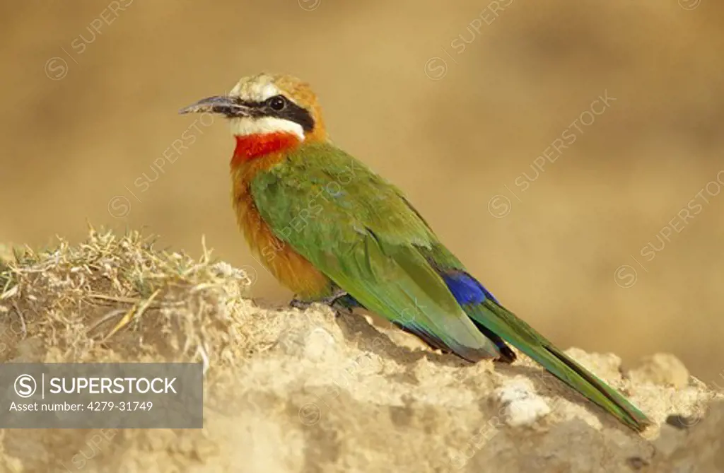White-fronted Bee-eater - sitting, Merops bullockoides