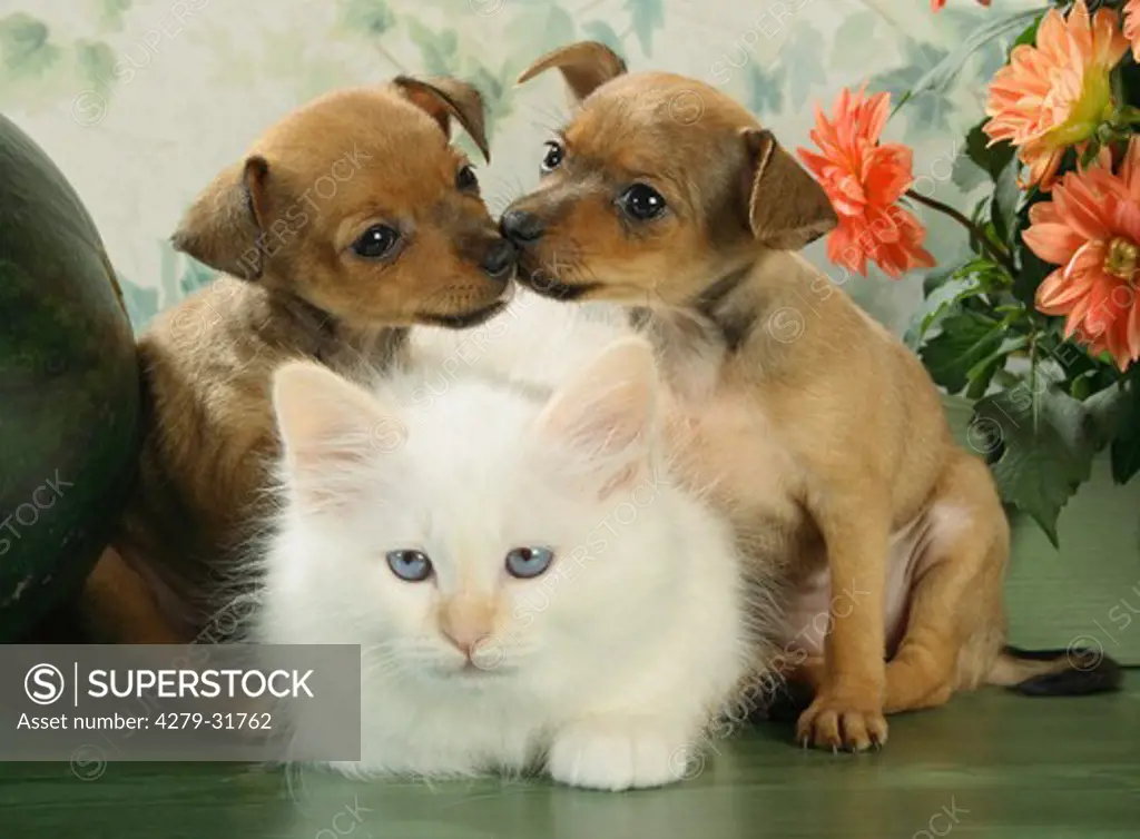animal friendship: Sacred cat of Burma kitten and two Russian Toy Terrier puppies