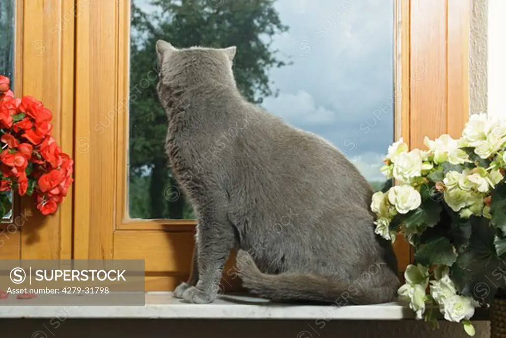 grey domestic cat at window