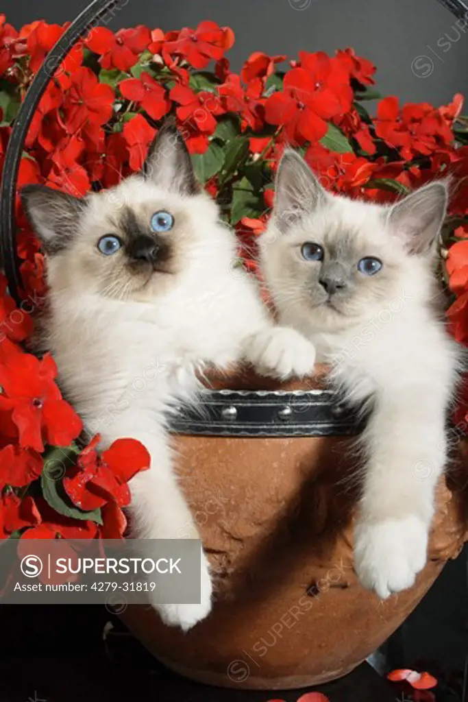 Sacred cat of Burma - two kittens in flowerpot