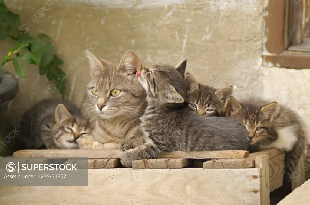 domestic cat and kittens