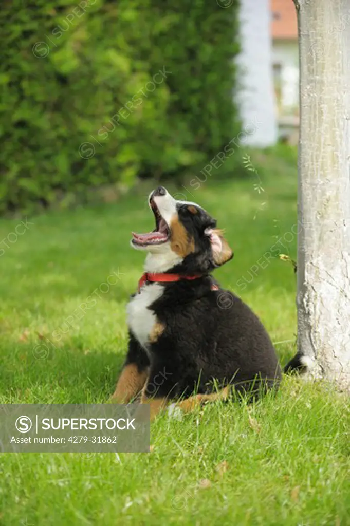 Bernese Mountain dog - puppy sitting on meadow - yawning