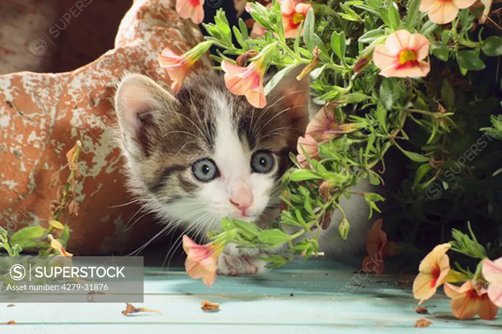 domestic cat - kitten lying next to flowerpot