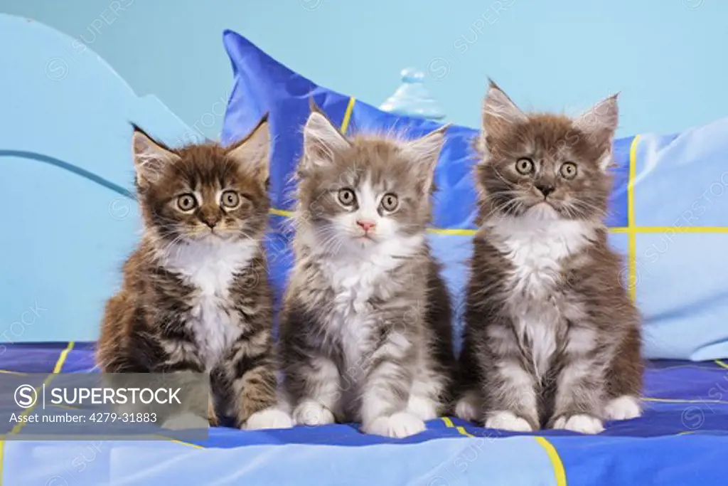 Maine Coon cat - three kittens sitting on a bed