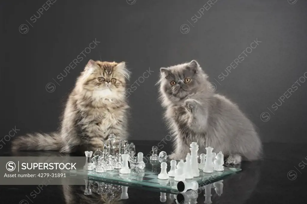 Persian cat - two kittens at chess