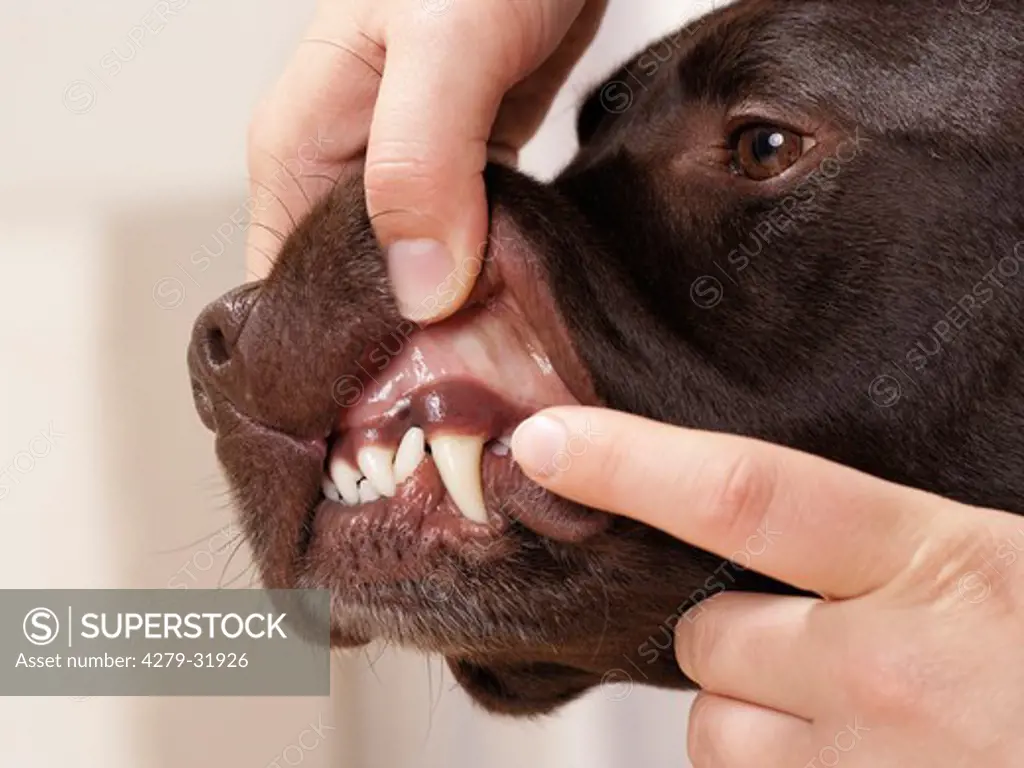 Labrador Retriever dog - checking teeth