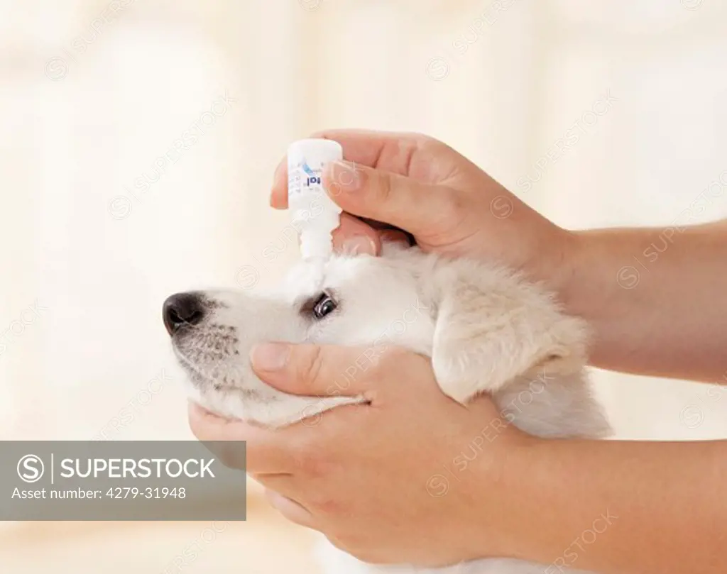White Swiss Shepherd Dog - puppy getting eye drops