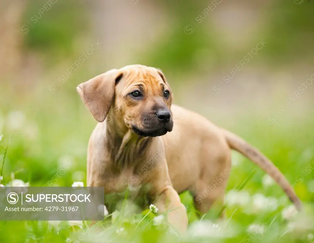 Rhodesian Ridgeback dog - puppy standing on meadow