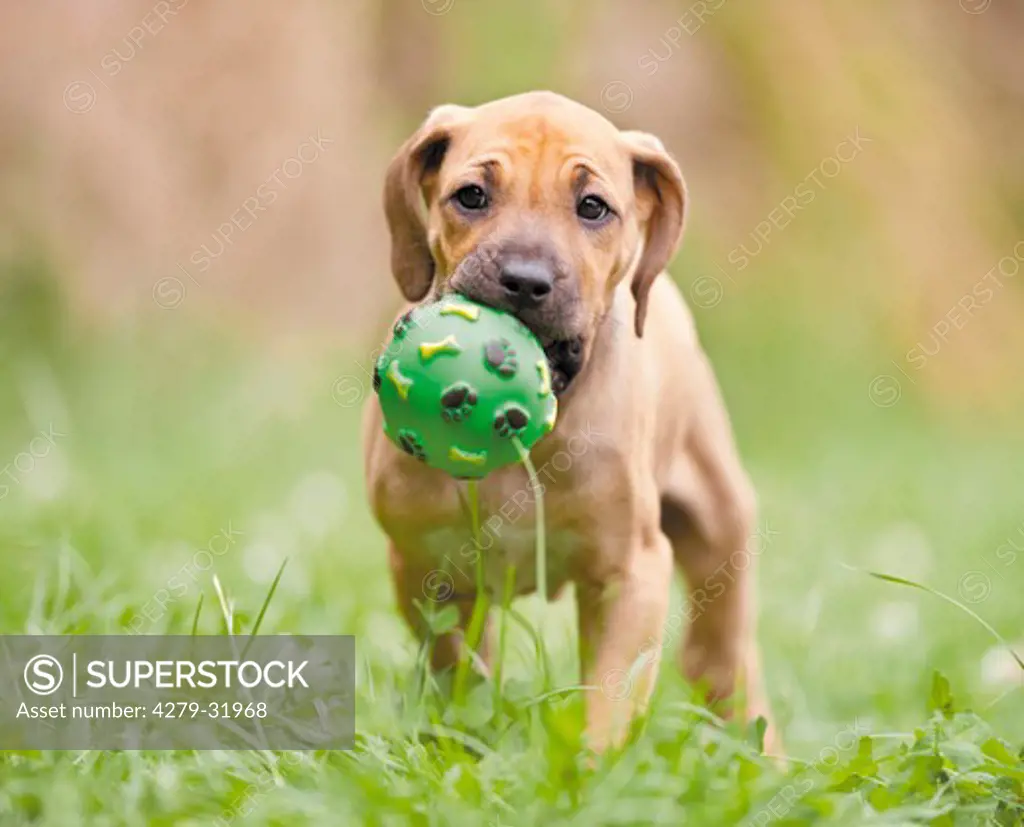 Rhodesian Ridgeback dog - puppy with ball