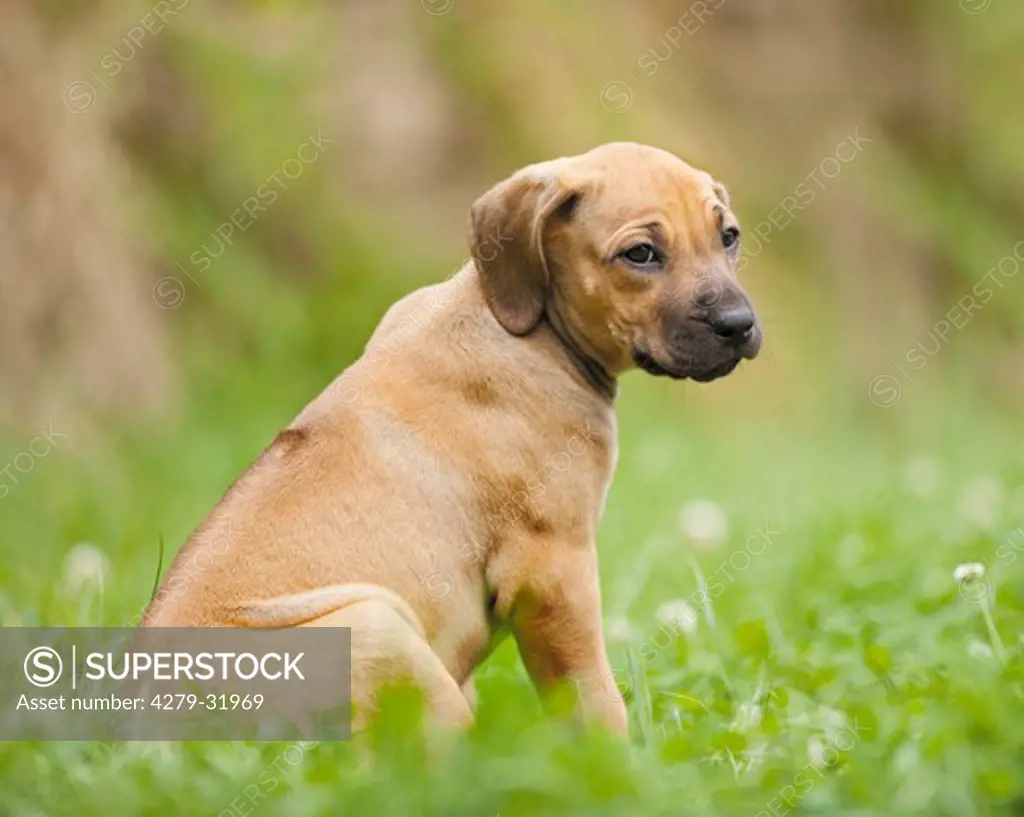 Rhodesian Ridgeback dog - puppy sitting on meadow