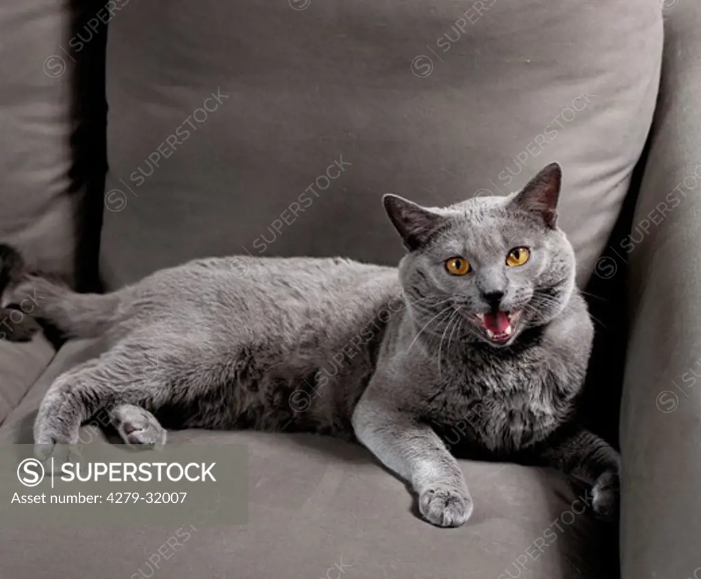 Carthusian cat - lying on sofa