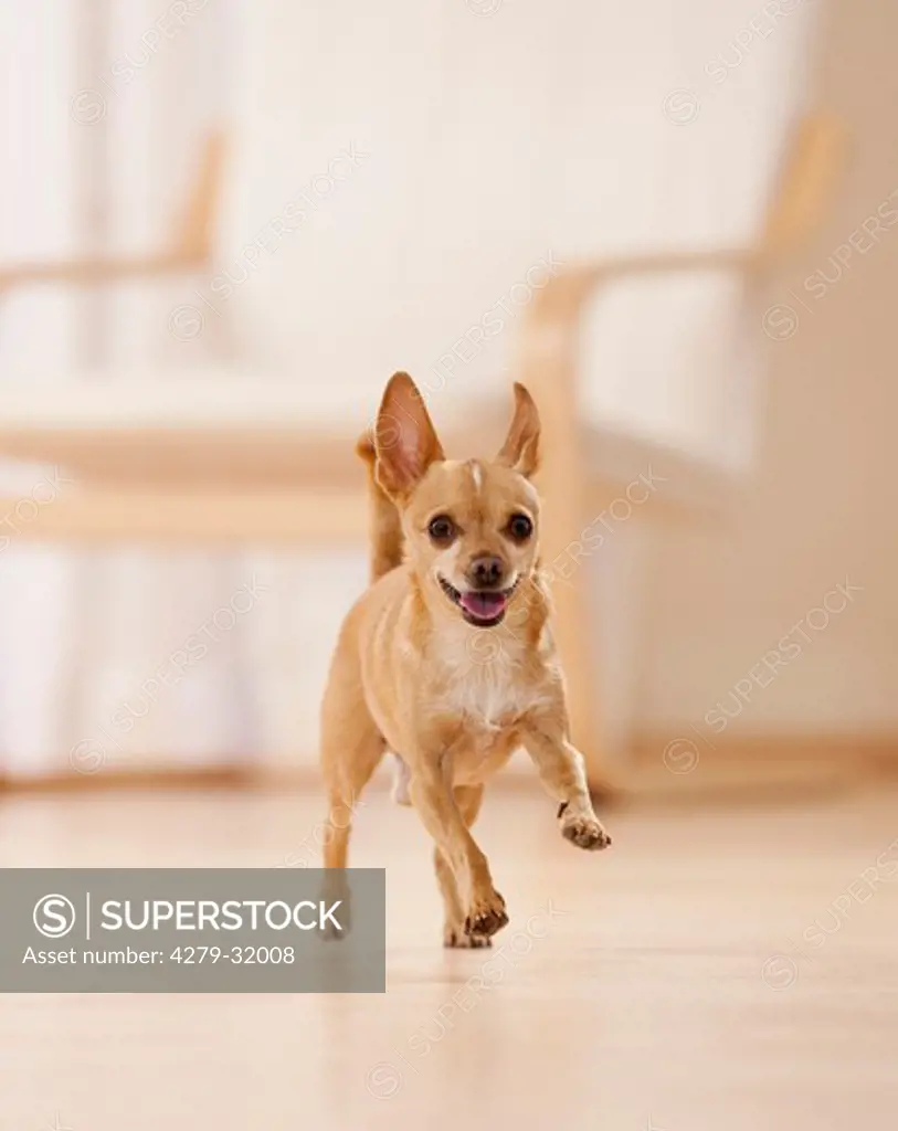 Chihuahua dog - running