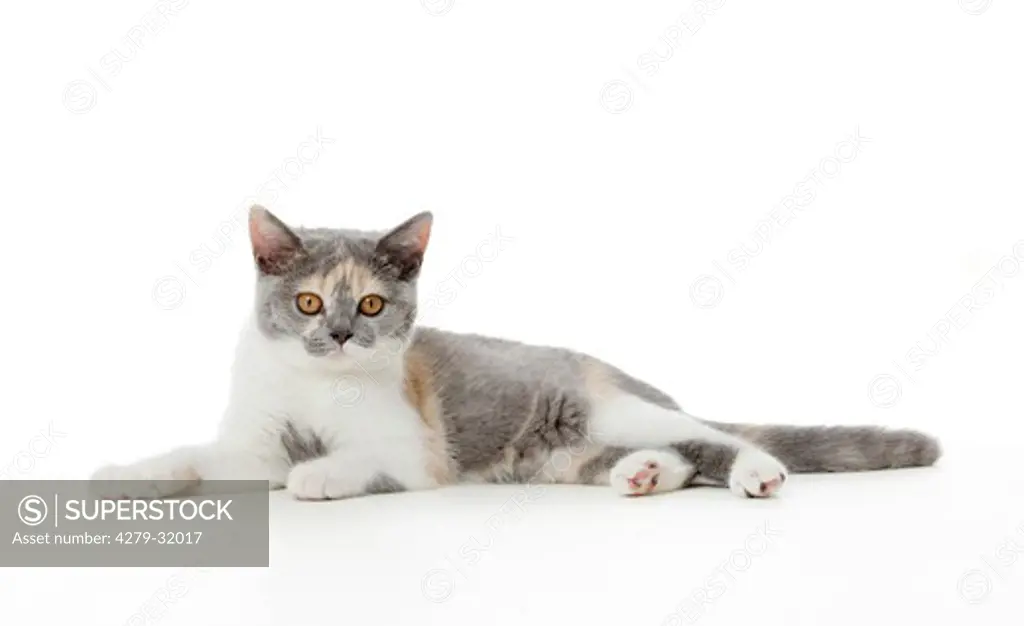 British Shorthair cat - kitten - lying - cut out