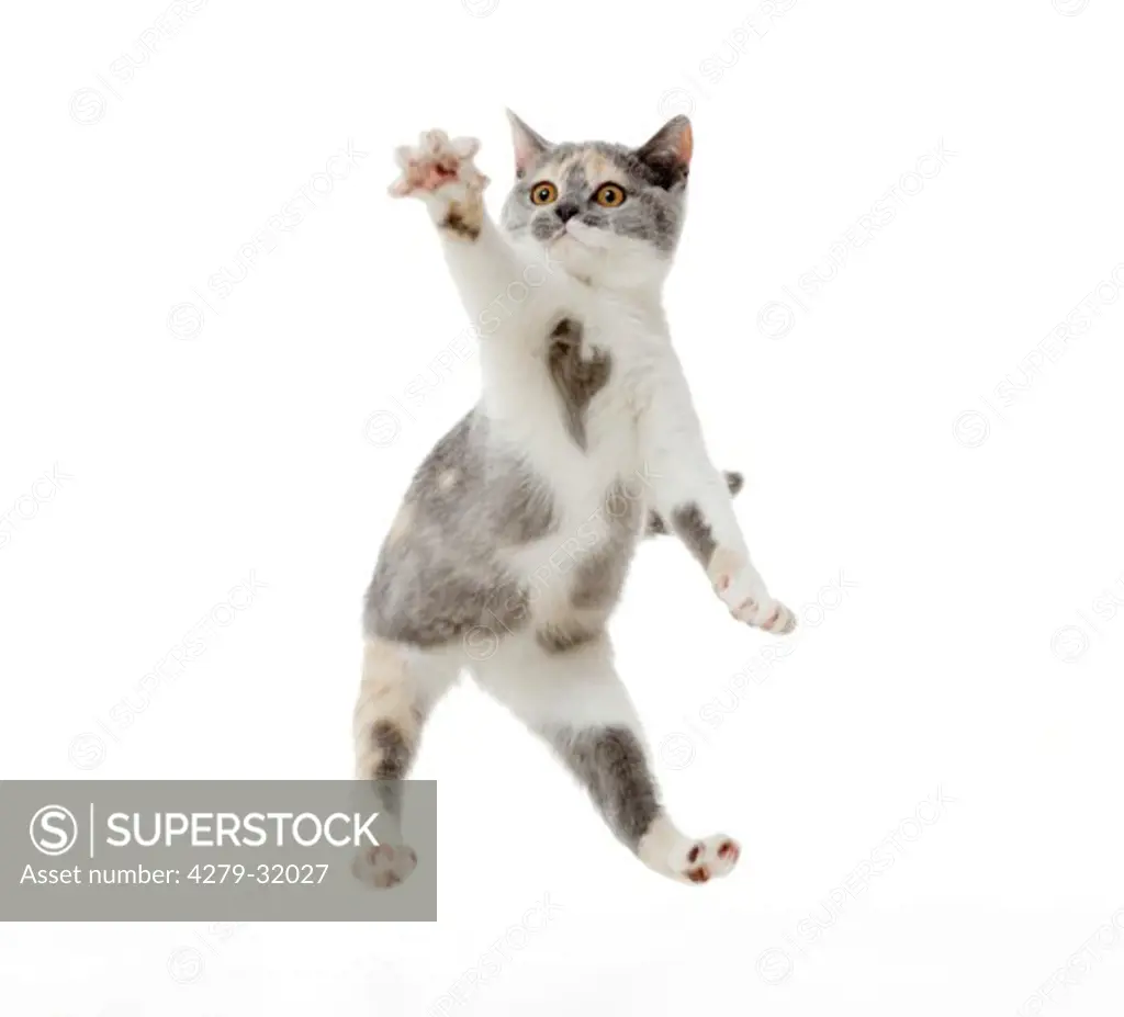 British Shorthair cat - kitten - jumping - cut out