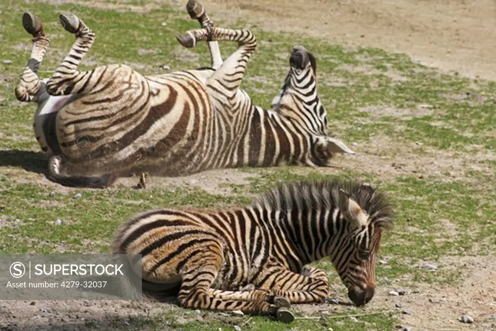 two Chapman's zebras - lying, Equus burchellii chapmani