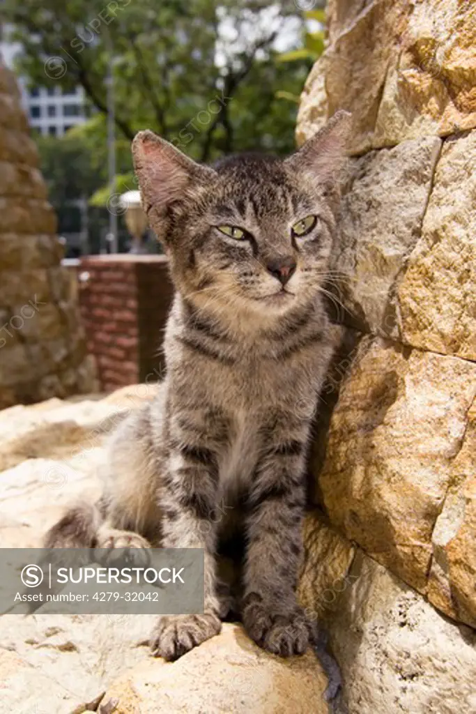 young tabby cat - sitting on a rock
