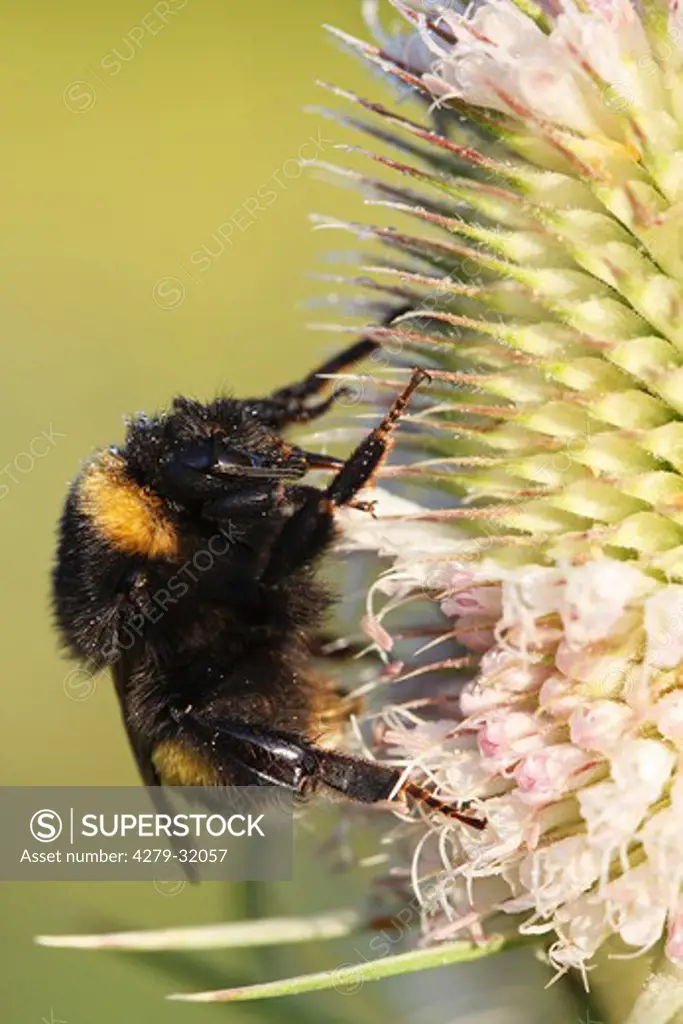 bumblebee at thistle