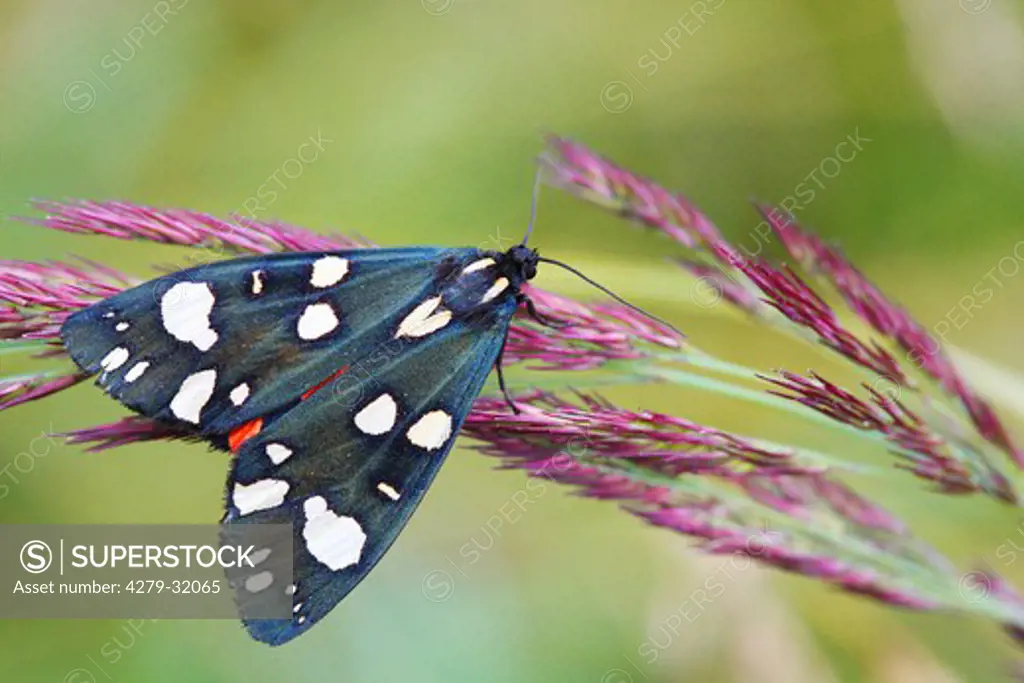 Scarlet Tiger Moth at blade of grass, Callimorpha dominula