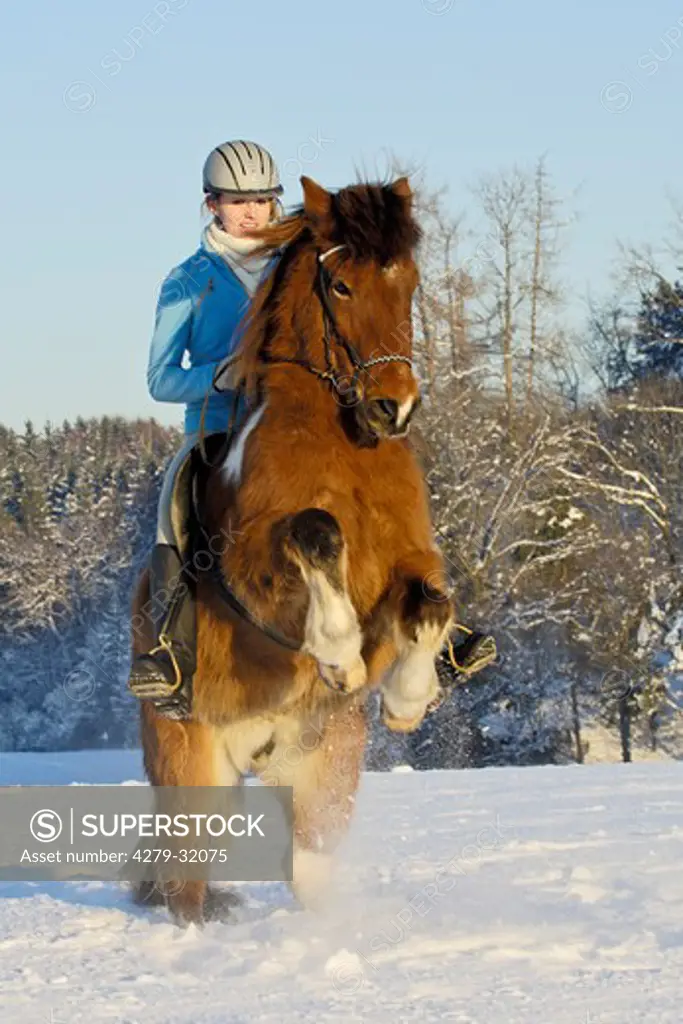 young rider on back of a rearing Icelandic horse