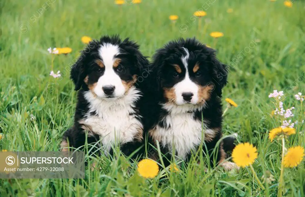 Bernese mountain dog - two puppies sitting on meadow