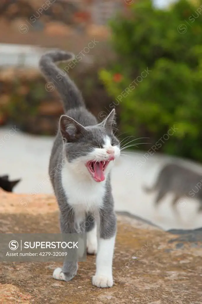 domestic cat - meowing