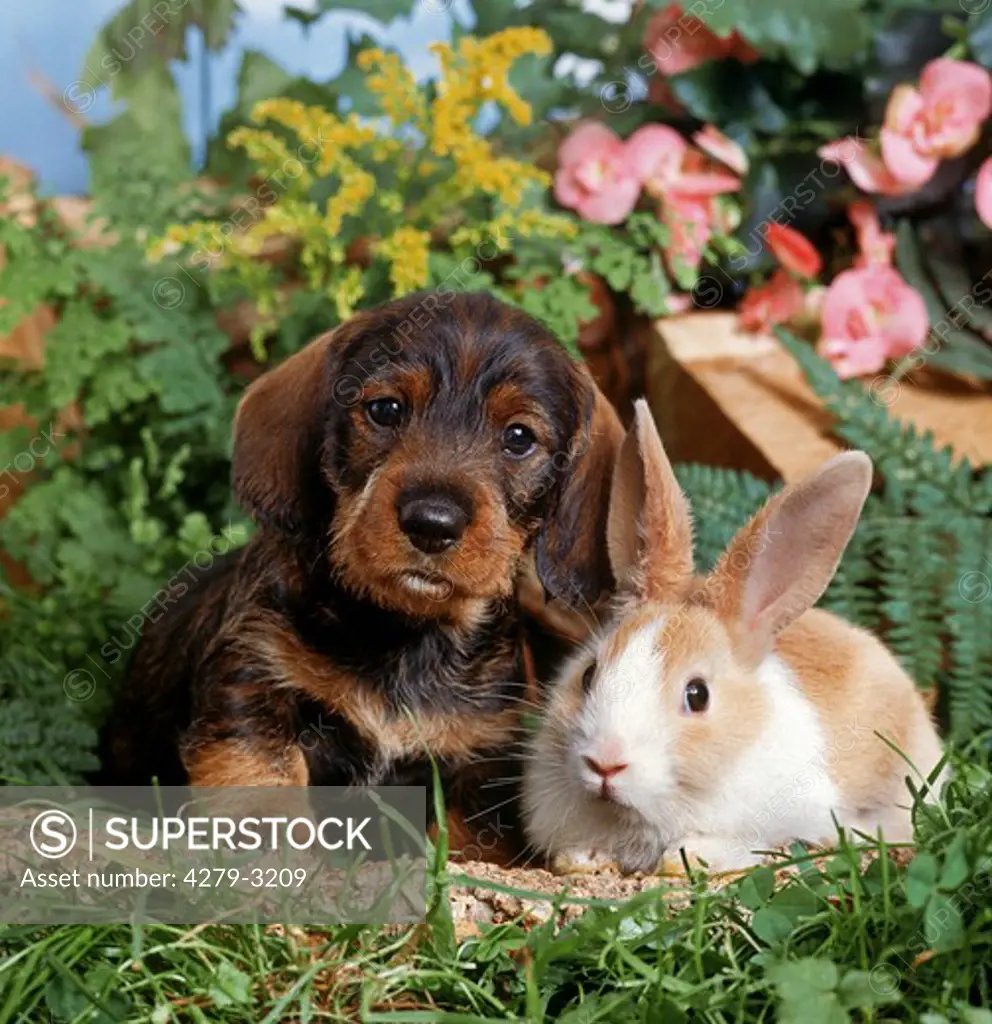 animal friendship : wired-haired dachshund dog puppy and rabbit