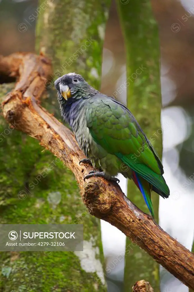 Scaly-headed Parrot on branch, Pionus maximiliani