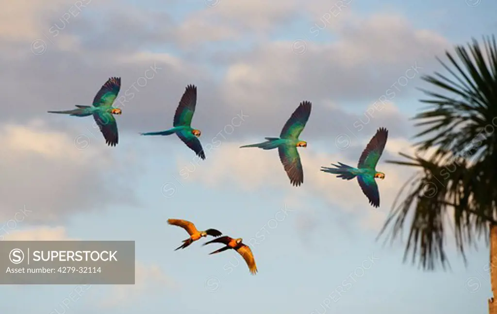 Blue-and-Yellow Macaws - flying, Ara ararauna