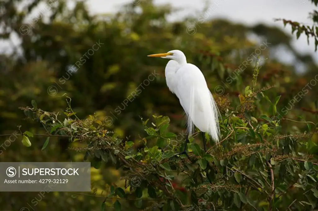 Great White Egret - standing on a branch, Casmerodius albus