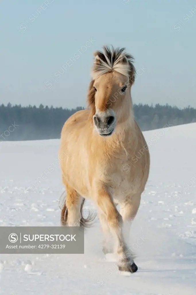 Norwegian Fjord horse - galloping in snow