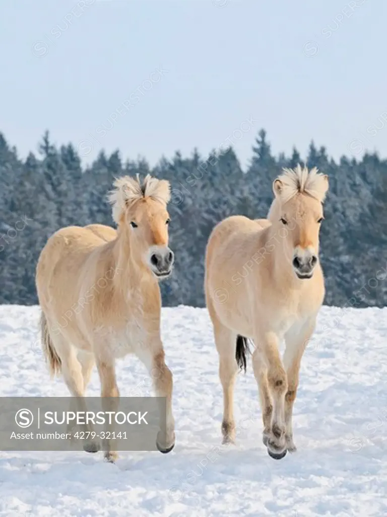 two Norwegian Fjord horses - galloping in snow