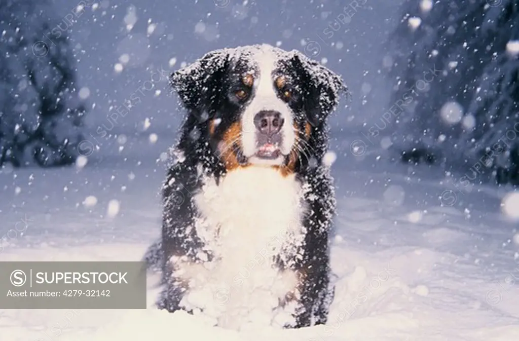Bernese mountain dog - sitting in the snow