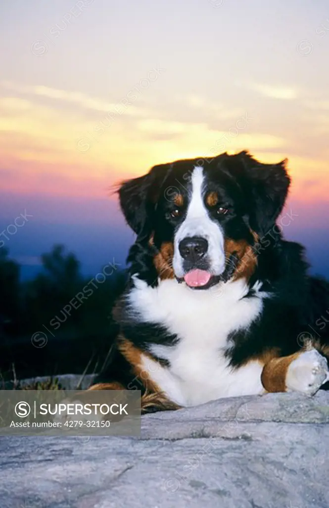 sunset: Bernese Mountain dog - portrait