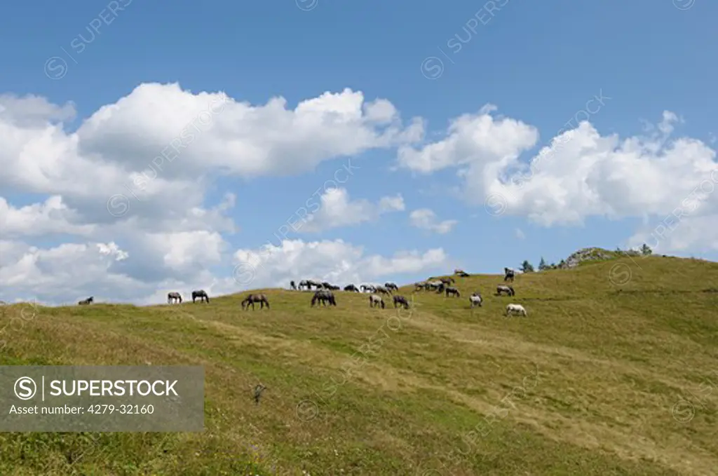 Lipizzan horses - herd on meadow
