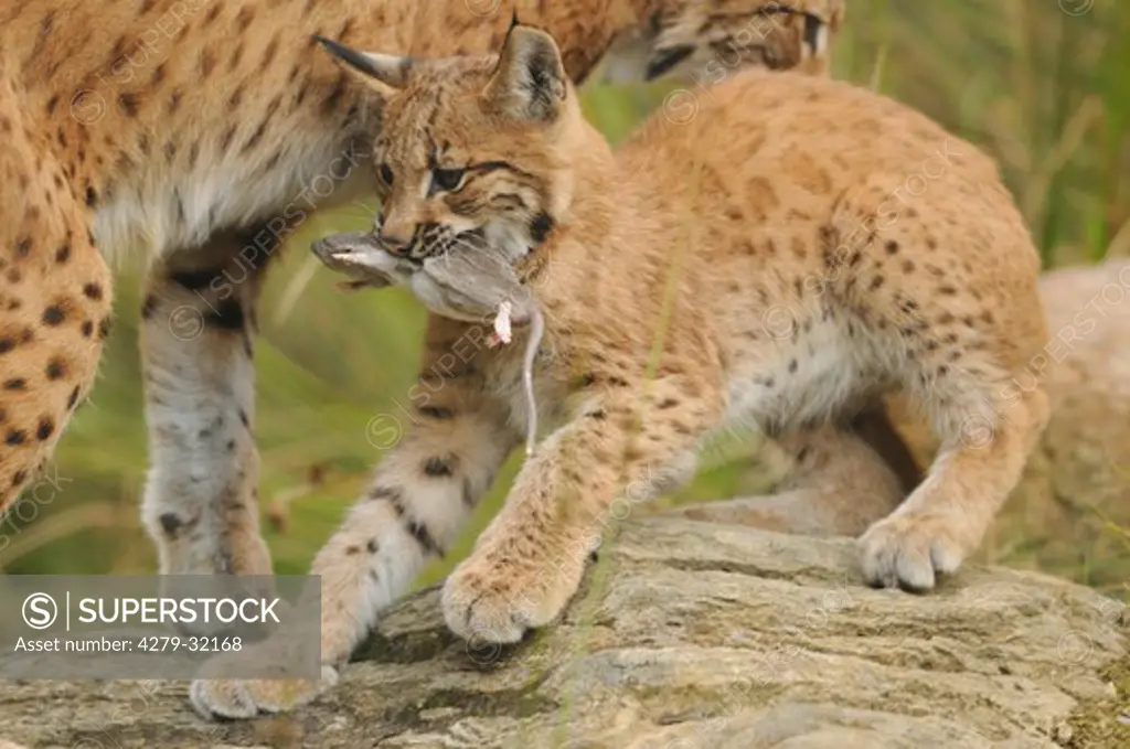 young European lynx with prey, Lynx lynx