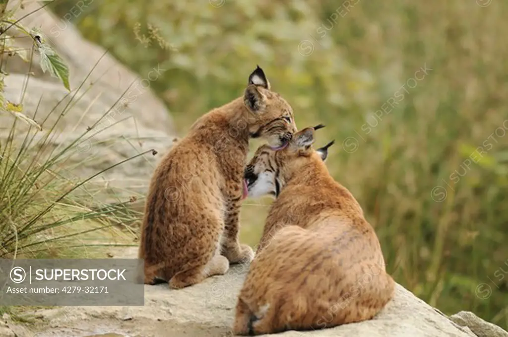Eurasian lynx and cub, Lynx lynx