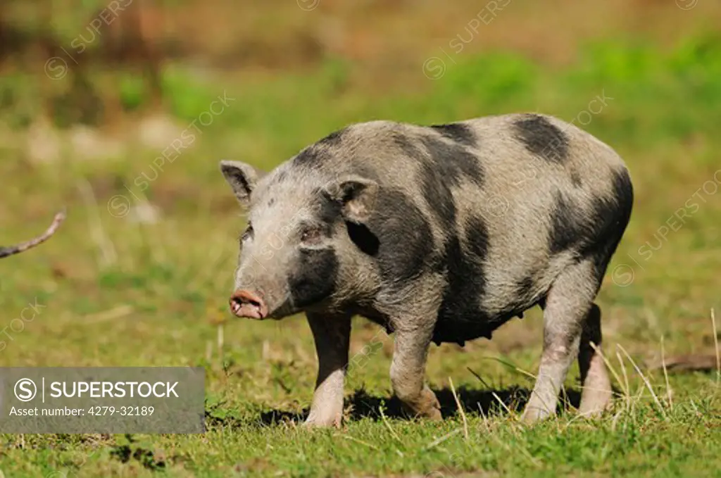 Vietnamese Pot-bellied pig on the meadow