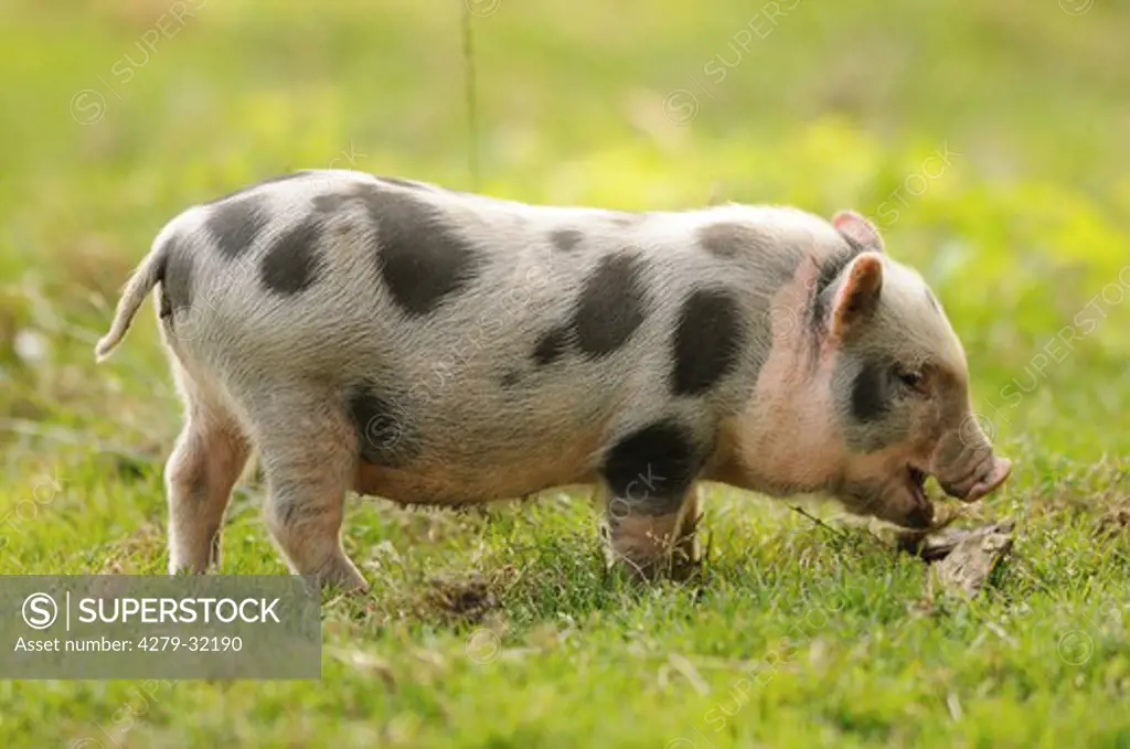 Vietnamese Pot-bellied pig - piglet on the meadow