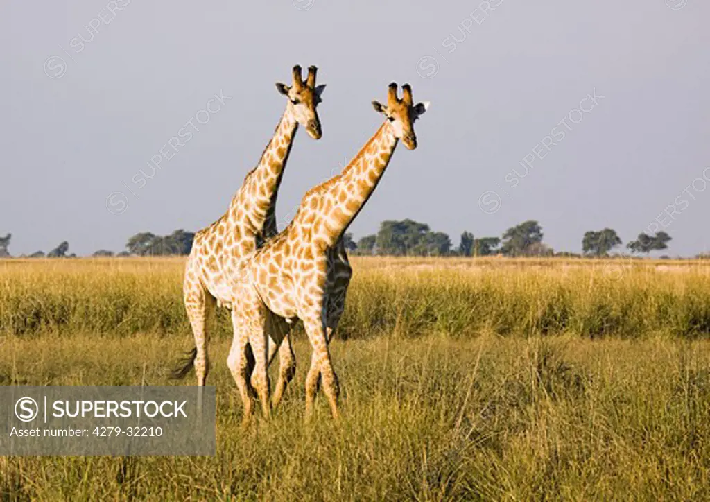 two Giraffes - walking, Giraffa camelopardalis