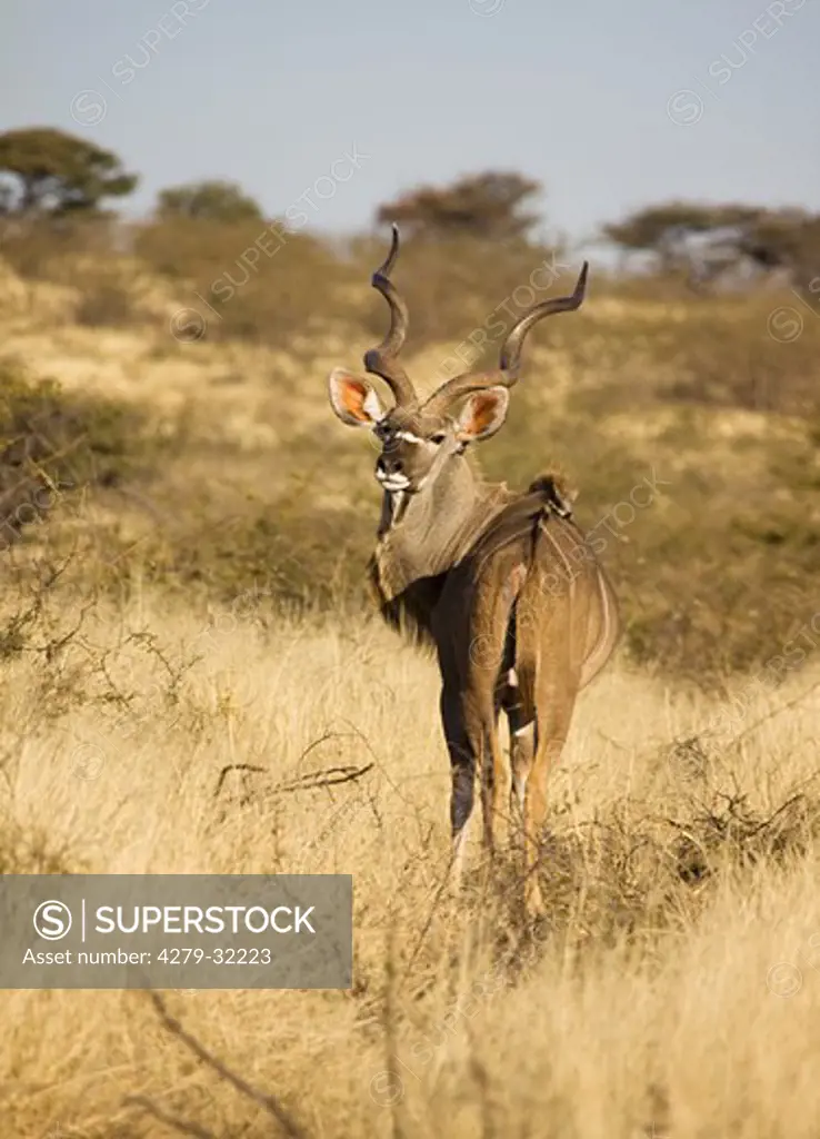 Greater Kudu - standing, Tragelaphus strepsiceros