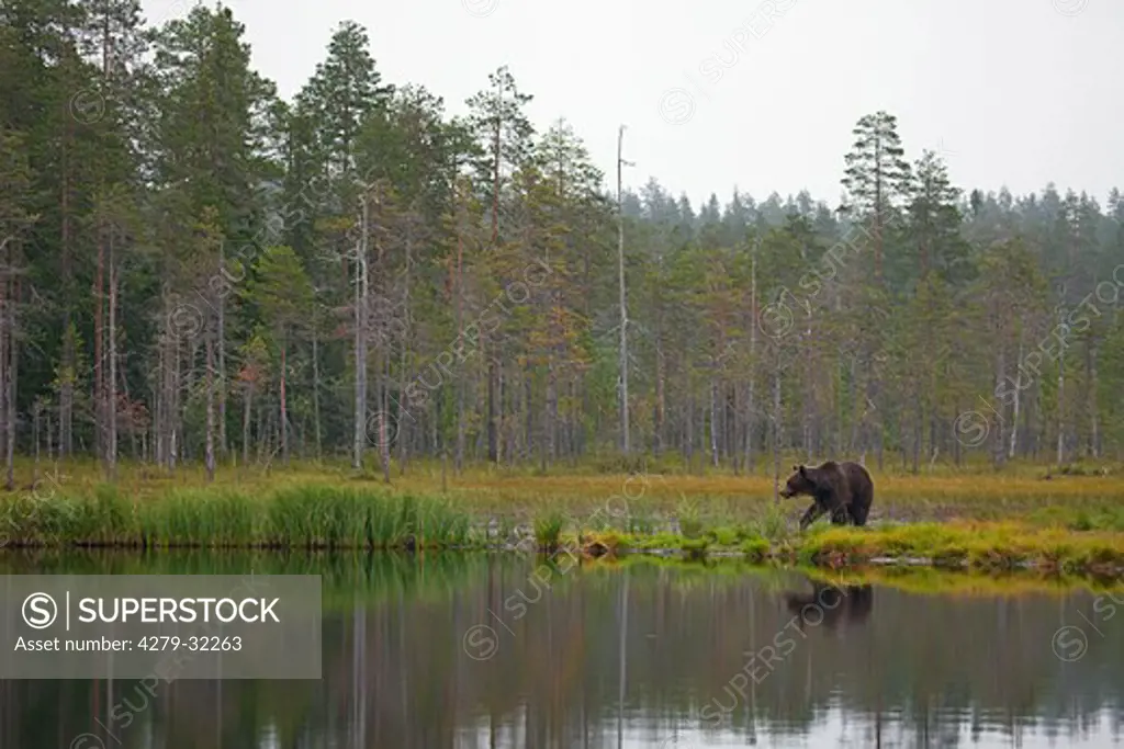 Brown bear at the water, Ursus arctos