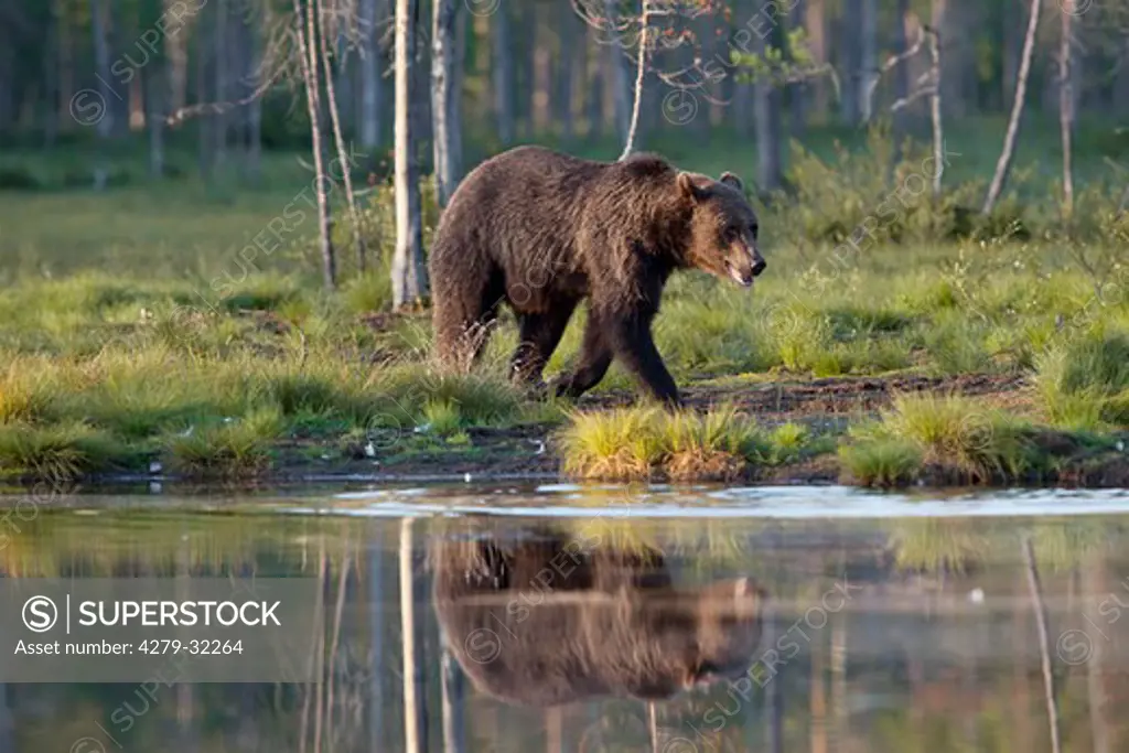 Brown bear - walking at the water, Ursus arctos