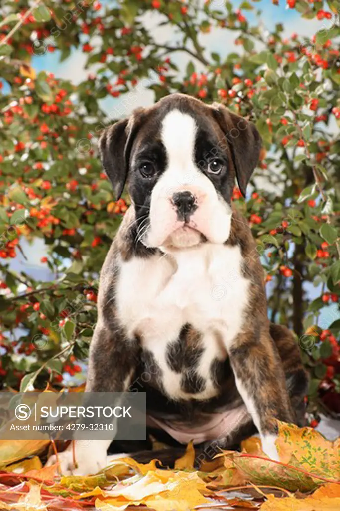 Boxer dog - puppy sitting on autumn foliage