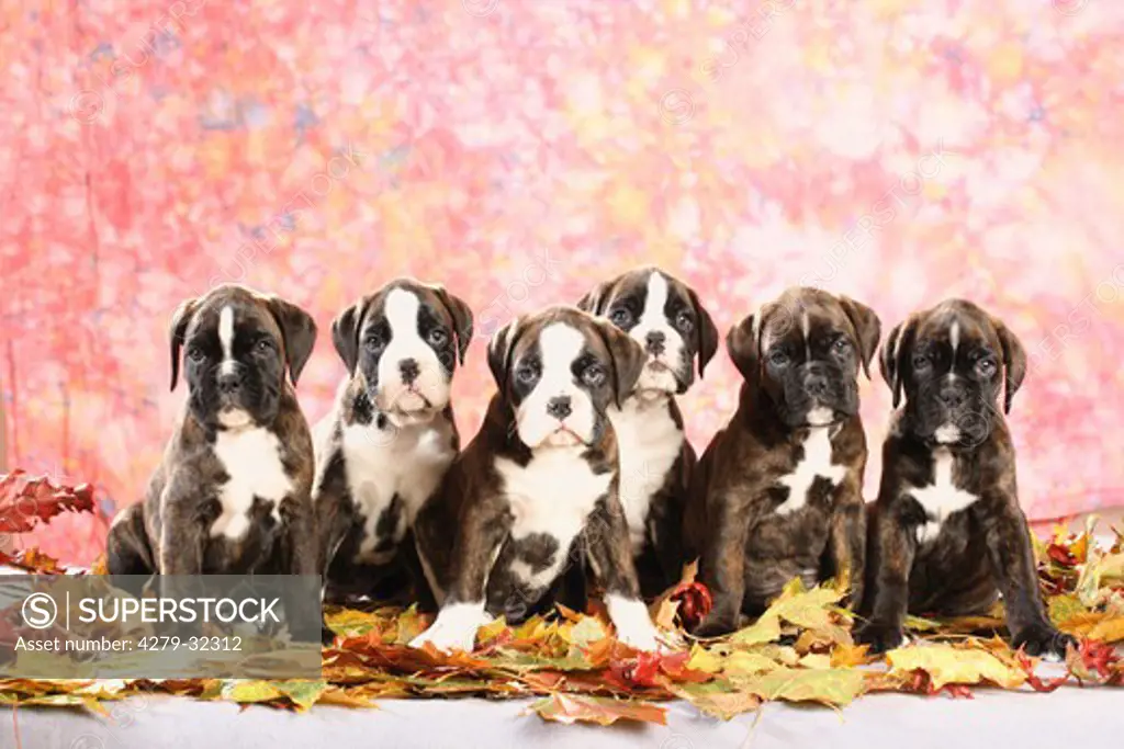Boxer dog - six puppies sitting on autumn foliage