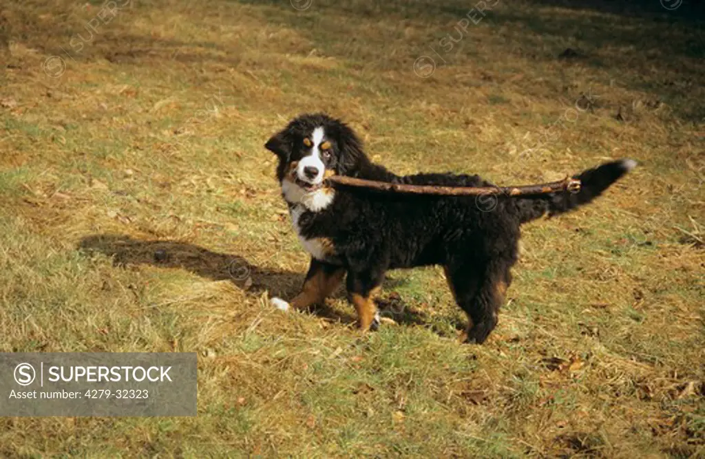 young Bernese Mountain dog with a stick in its mouth