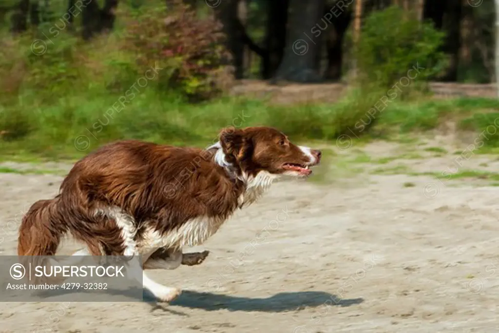Border Collie dog - running