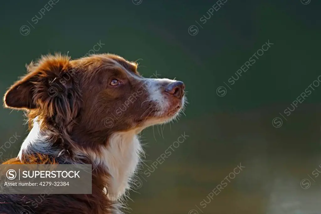 Border Collie dog - portrait